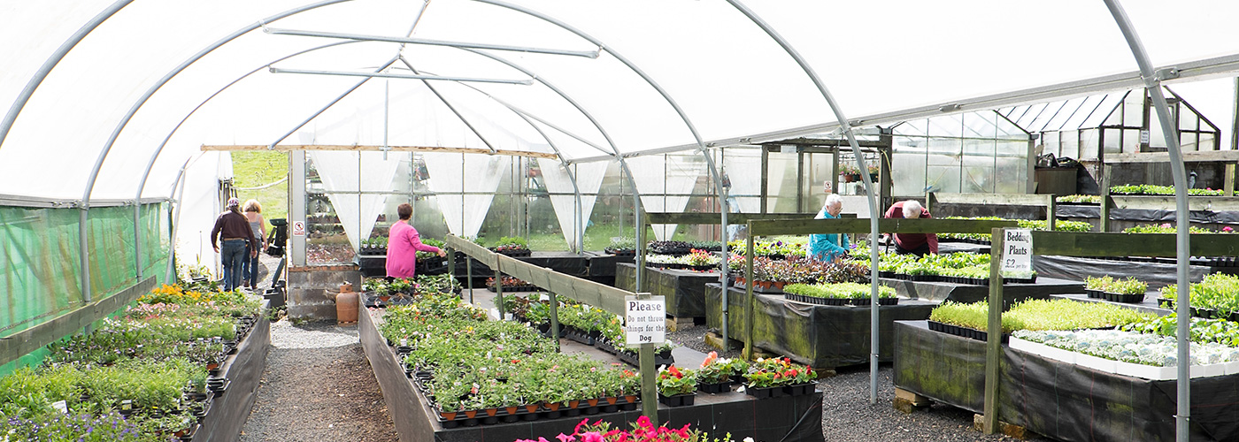Lady Helen Nurseries First class plants sown & grown in Cardenden, Fife