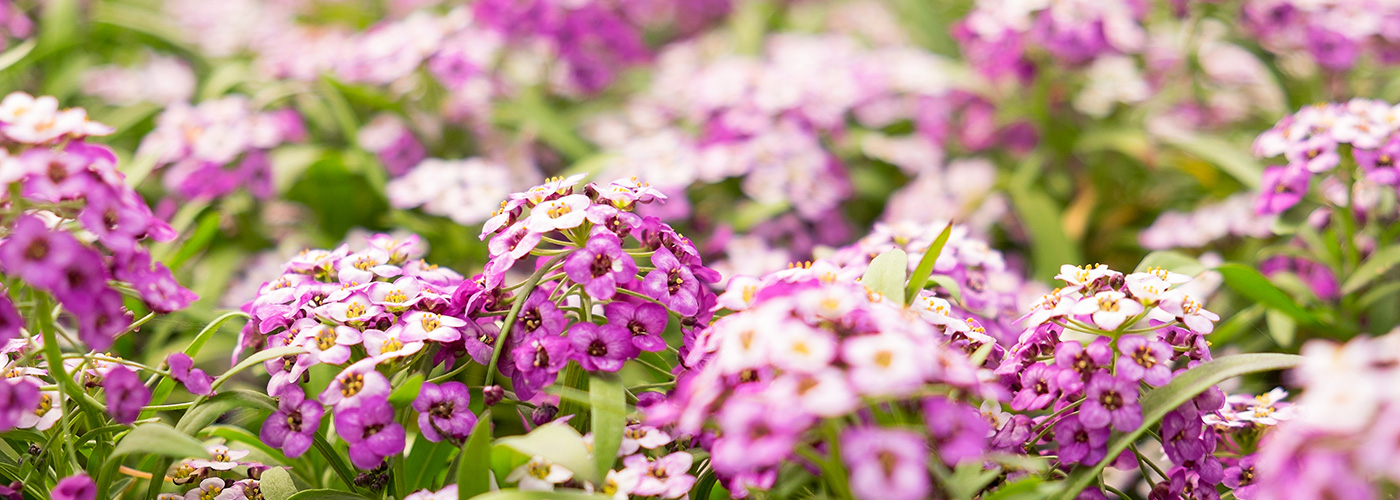 Lady Helen Nurseries, Cardenden, Fife