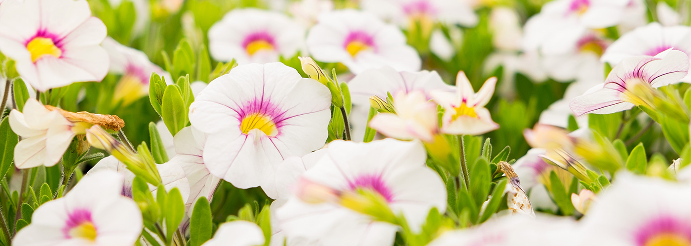 lady_helen_nurseries_slider_05