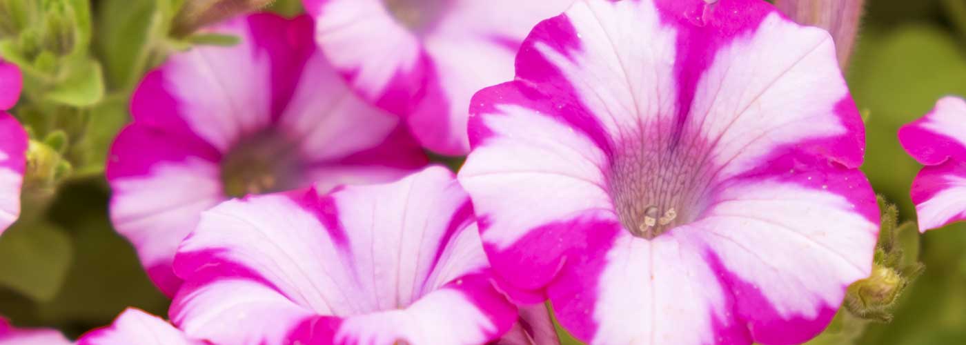 bedding-plants-cardenden